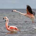 El Parque Nacional Ansenuza celebra su cuarto aniversario