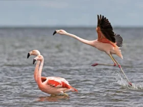 El Parque Nacional Ansenuza celebra su cuarto aniversario