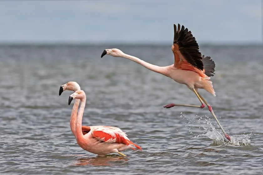 El Parque Nacional Ansenuza celebra su cuarto aniversario