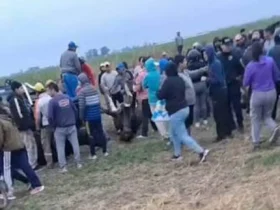 Imputarán a 12 vecinos de Morteros y Brinkmann por faenar animales vivos tras el vuelco de un camión