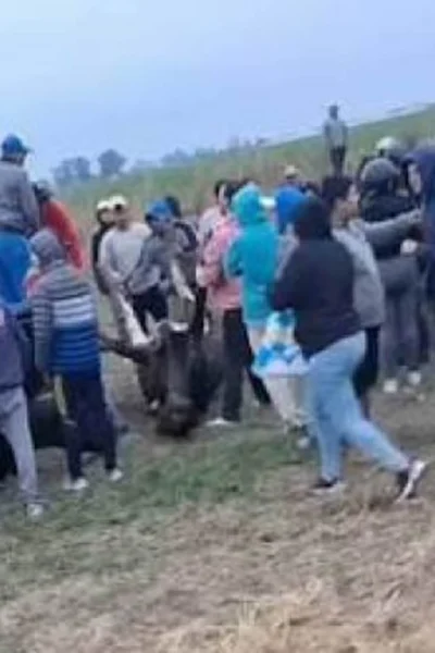 Imputarán a 12 vecinos de Morteros y Brinkmann por faenar animales vivos tras el vuelco de un camión