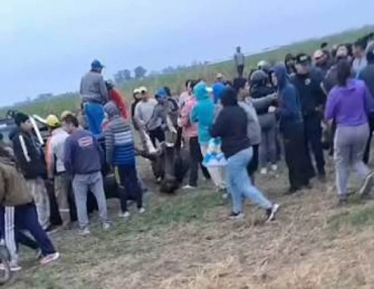 Imputarán a 12 vecinos de Morteros y Brinkmann por faenar animales vivos tras el vuelco de un camión