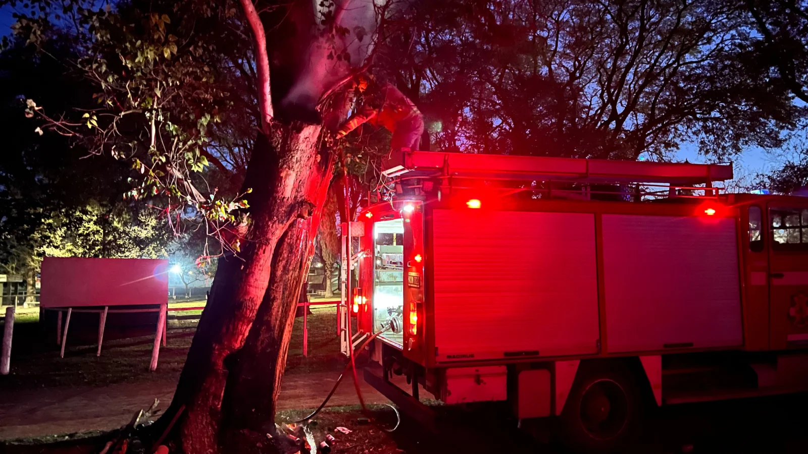 Bomberos de Morteros controlaron un incendio en un eucalipto del Jockey Club