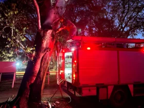 Bomberos de Morteros controlaron un incendio en un eucalipto del Jockey Club