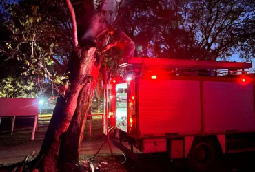 Bomberos de Morteros controlaron un incendio en un eucalipto del Jockey Club
