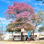 La previa de la primavera: Desde este jueves comienza a levantar la temperatura