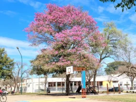 La previa de la primavera: Desde este jueves comienza a levantar la temperatura