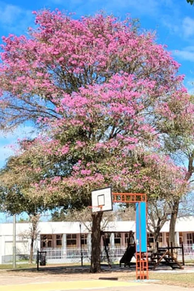 La previa de la primavera: Desde este jueves comienza a levantar la temperatura